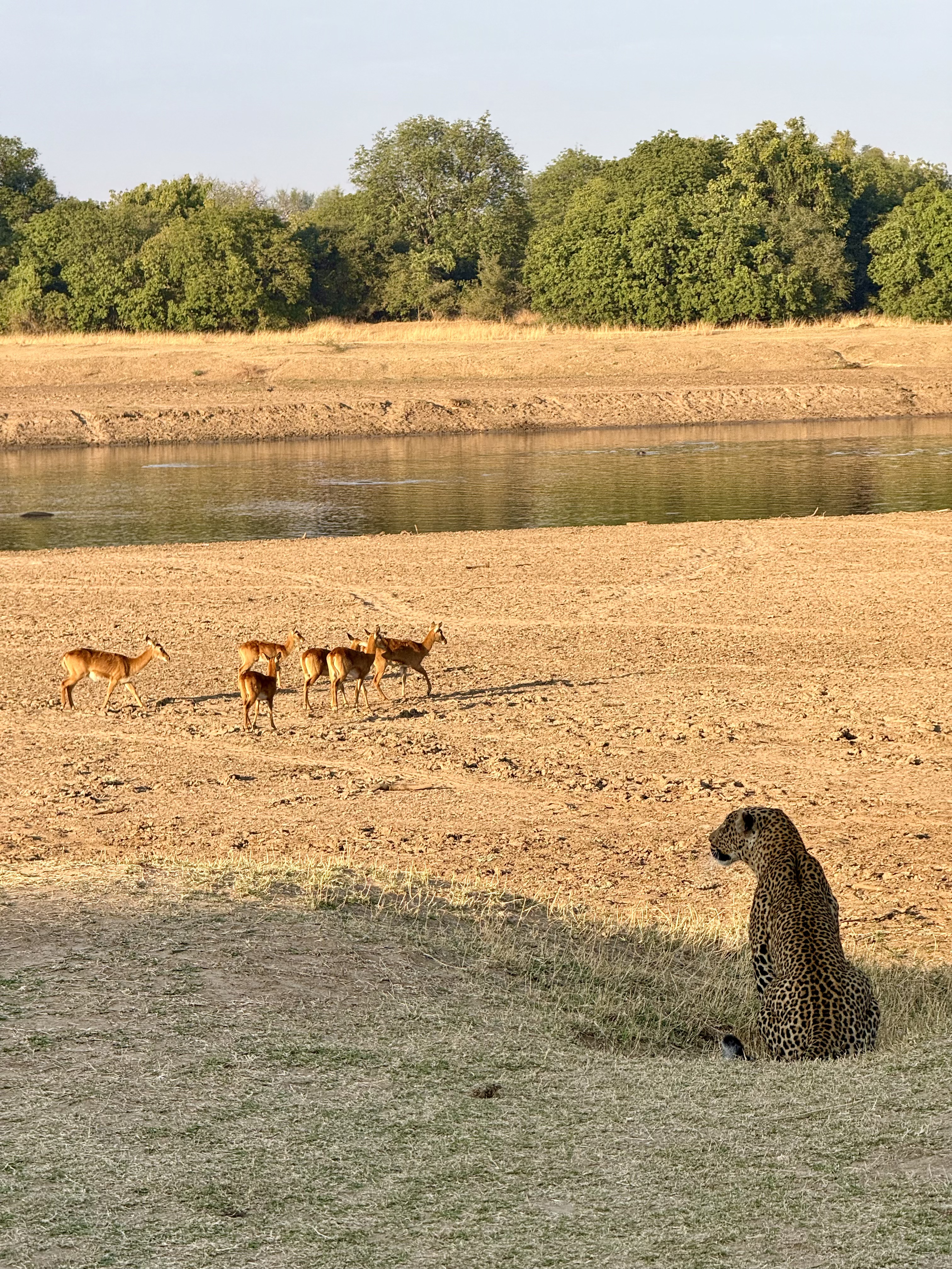 Leopard watching impala across the river at dusk